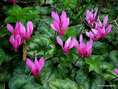 Blooming of Pink Cyclamens in Velika Paklenica
