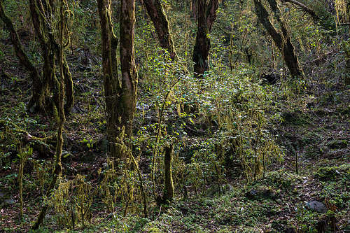 forest in tadapani