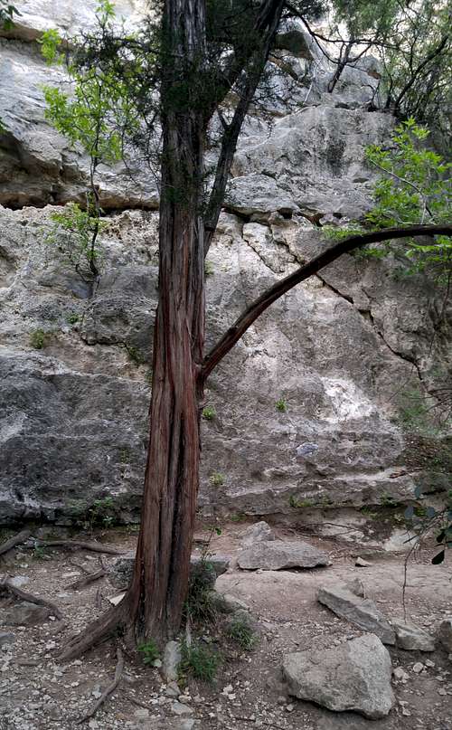 Geritol Wall-- Tree at Base