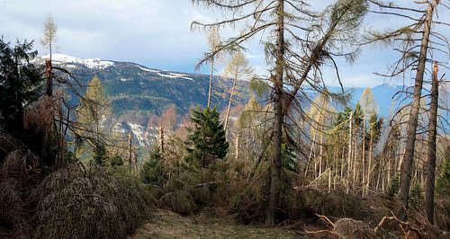 Damage caused by the wind in the woods of Trentino.