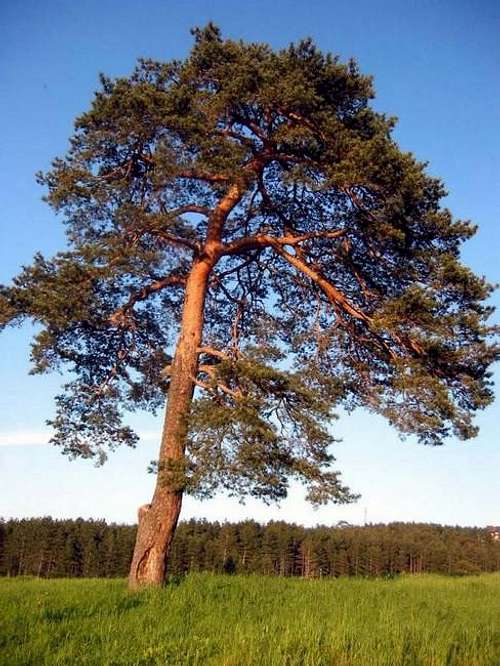  Zlati Bor = Golden Pine -...