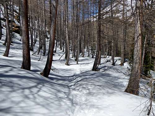 Snowy forest of larches in Vallone dell'Urtier