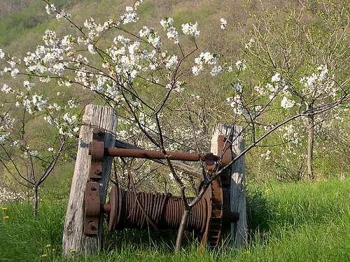 Branches in blossom and old tools