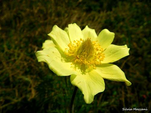 Pulsatilla alpina apiifolia (Yellow alpine Pasqueflower), Cengledino