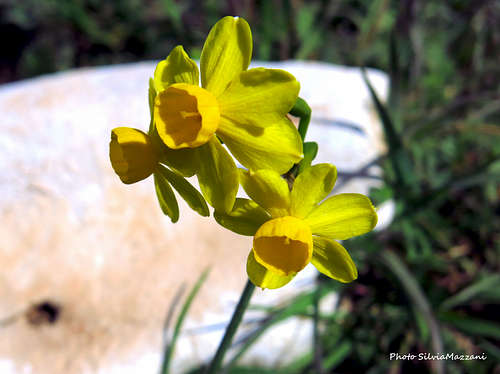 Narcissus jonquilla, Montagne St Victoire