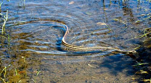 Four-lined snake, Lake Skadar, Montenegro.