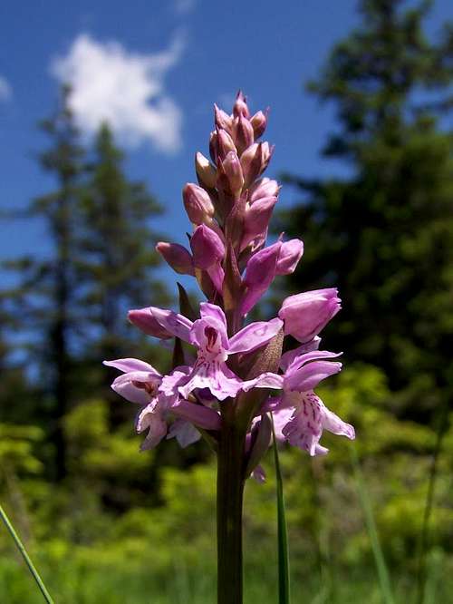 A spotted orchid