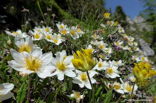 Blooming of Camedrio Alpino (Dryas Octopetala) and Vulneraria (Anthyllis Vulneraria), Pale di San Martino