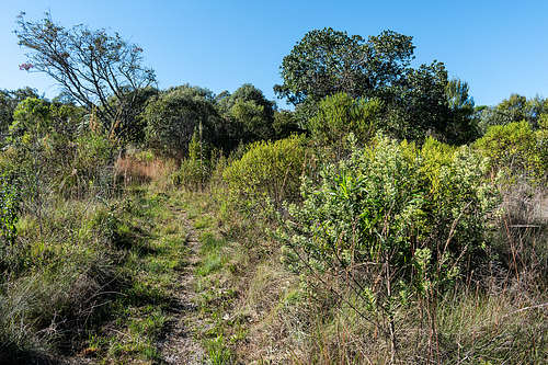 transição cerrado/mata atlântica - transition of the Atlantic Forest vegetation with the Cerrado vegetation