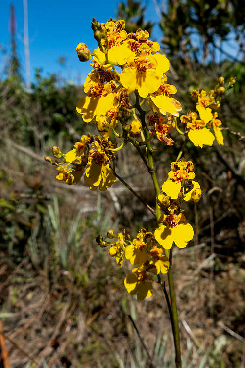 orquídea