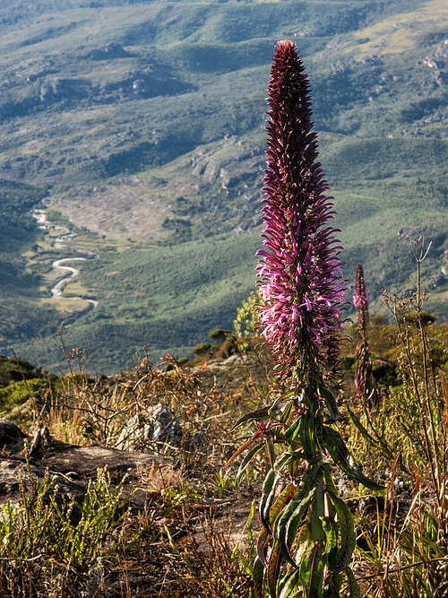 Lobelia fistulosa Vell.