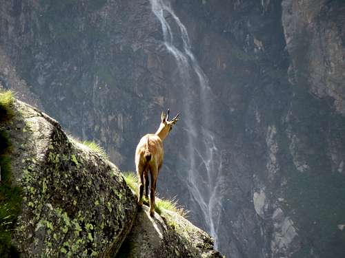 Chamois in Gran Paradiso National Park
