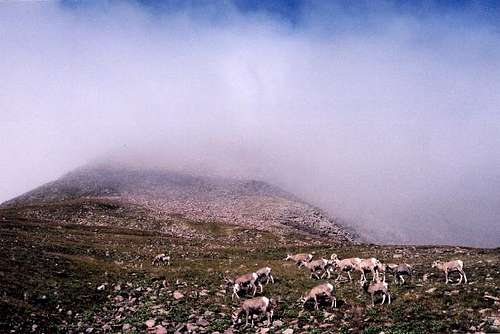 Mountain sheep encountered on...