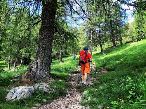 Beautiful larches wood on the route to Lago Erdemolo