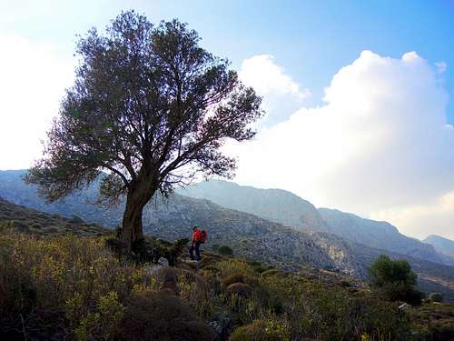 Century-old olive tree on the slopes of Profitis Ilias