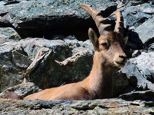 Ibex at rest above Col Fussy, Mont Glacier