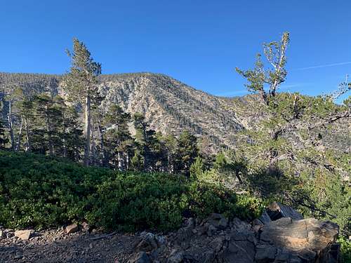 View of San Bernardino East Peak From Forsee Creek Trail