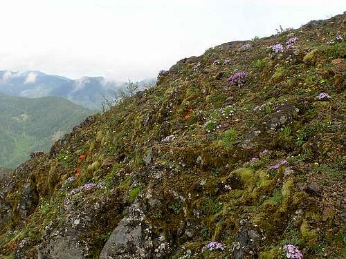 Alpine flowers out in force...