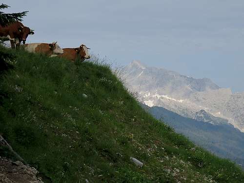 A German cows