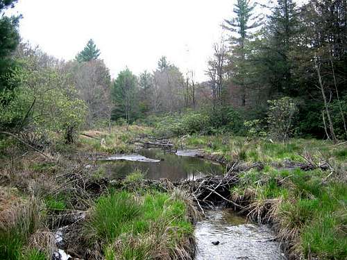 An upland bog (about 3,200...