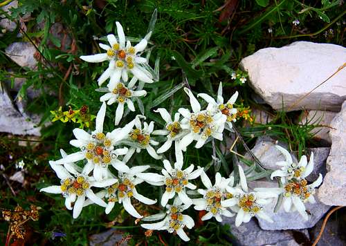 A group of Edelweiss on the summit of Dente Austriaco, Pasubio