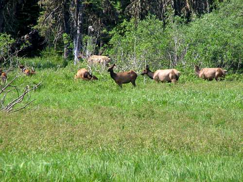 Elk herd near Government Meadow
