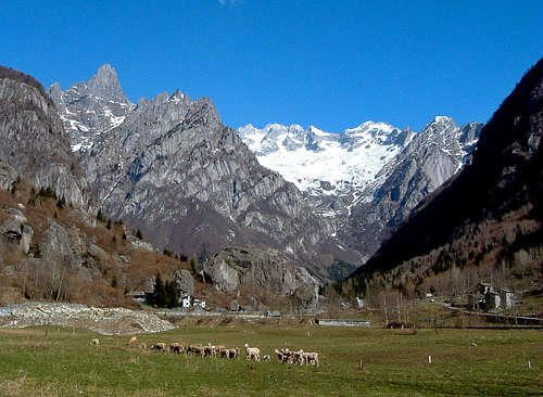 Grazing sheep, Val di Mello