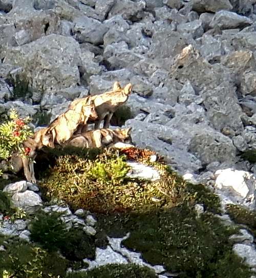 September 2019: a pack of 8 wolves with cubs on the slopes of Col Santino in the Pasubio group