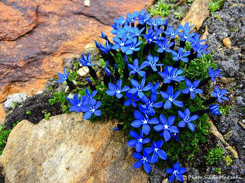 Enchantment of nature, blooming of Gentiana Verna on the approach to Alta Luce