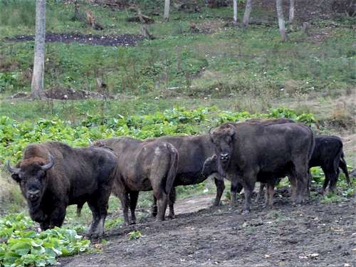 European bisons in the Bieszczady Mountains