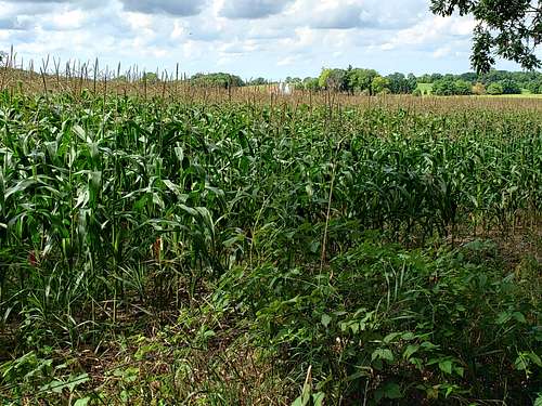 Edge of corn field