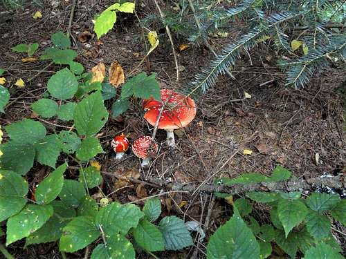 Toadstool family