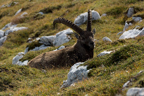 Real old ibex