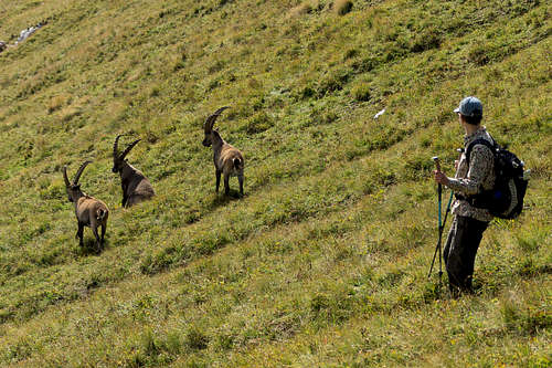 Hiking through the ibex herd