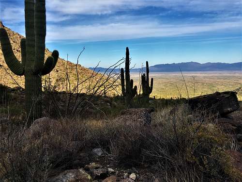 Cactus early on the Harquahala Mountain Trail
