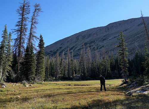 Meadow west of Bald Mountain