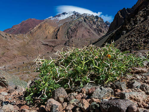 Adesmia aegiceras and the mount pirámide