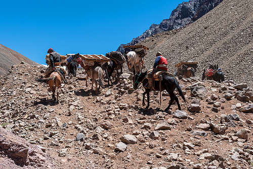 mules on their way to plaza de mulas