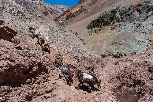 mules returning from plaza de mulas
