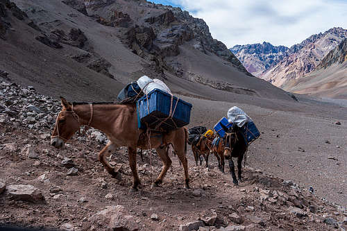 mules starting the ascent of cuesta brava
