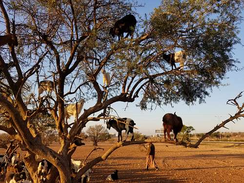Goats in the trees near Agadir
