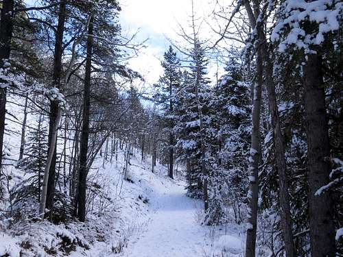 Snow along Prairie Creek trail