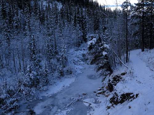 Snowy trees in Prairie Creek