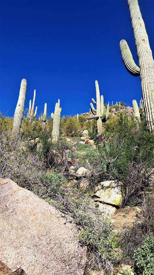 Cactus above the trail