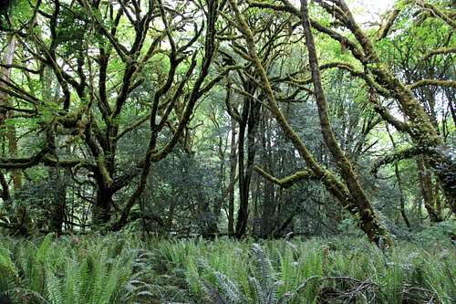 Lush growth in Tall Trees Grove (Redwood N.P.)