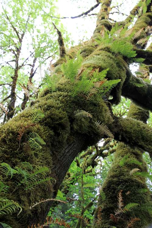 Mossy tree in Tall Trees Grove (Redwood N.P.)