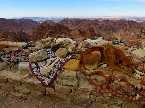 Dogs at Mount Sinai