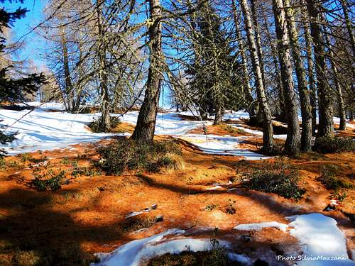 Colors in the larch forest, Monte Cola