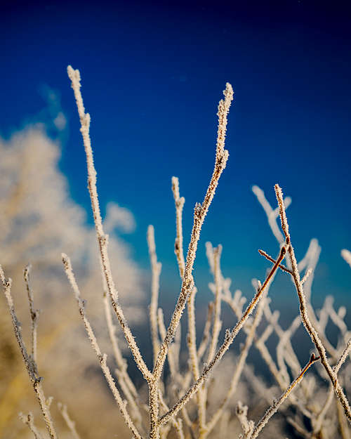 Frost Covered Branches at sunrise after a winter storm