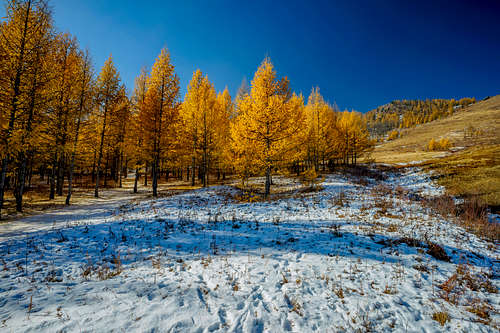 Golden Larch Trees in Autumn near Ulaanbaatar Mongolia-2